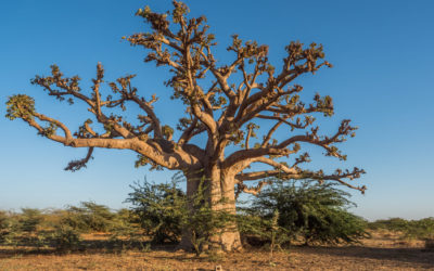 Immersion lente au cœur du Sénégal authentique