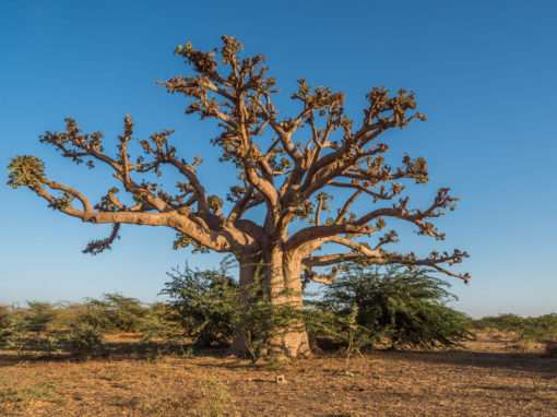 Immersion lente au cœur du Sénégal authentique