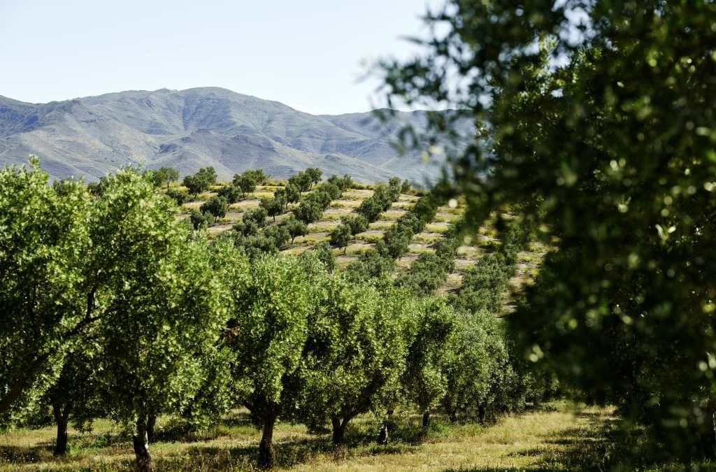 Tourisme oléicole : Explorer la culture de l’huile d’olive