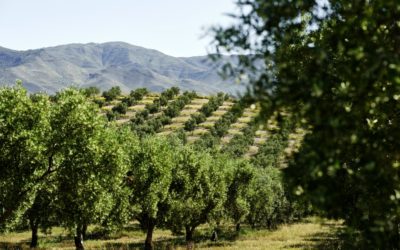 Tourisme oléicole : Explorer la culture de l’huile d’olive