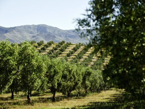 Tourisme oléicole : Explorer la culture de l’huile d’olive