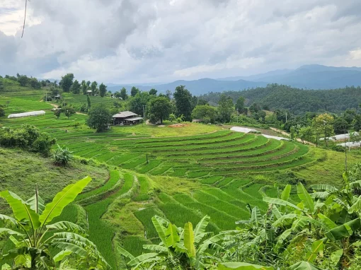 À la rencontre d’une Thaïlande vivante